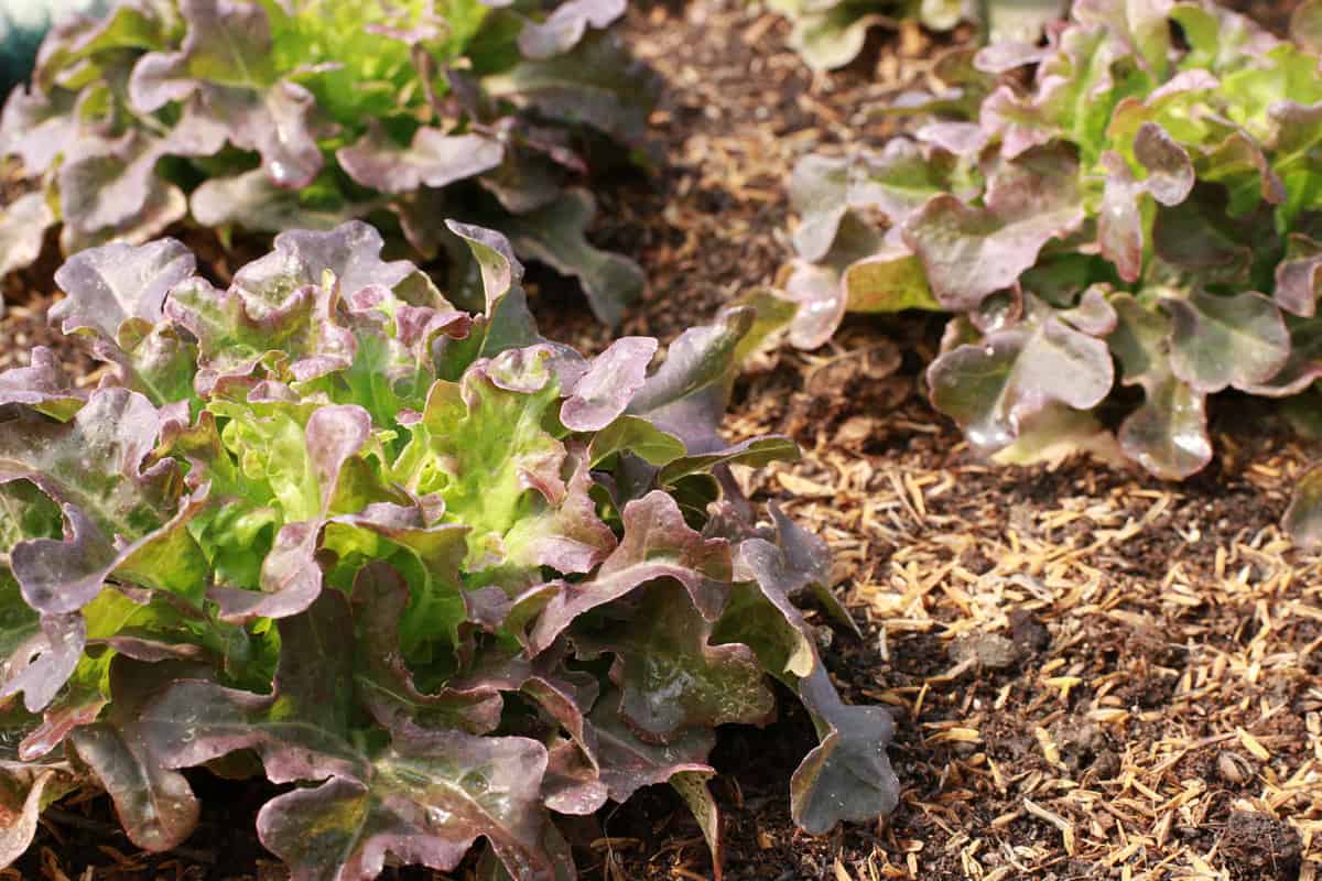 Red Oak Lettuce is a salad vegetable family. Looks like a dark red leafy vegetable. Commonly used to make salad with green oak in order to add color to the food.