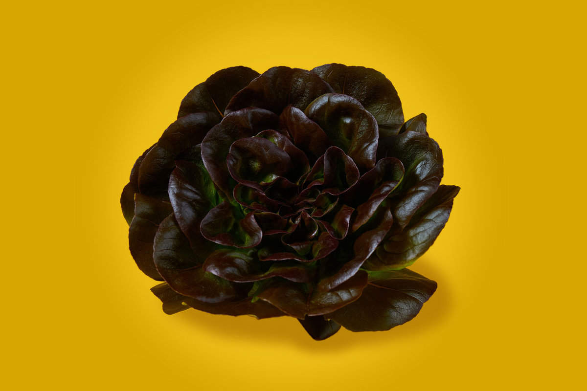 Red butterhead lettuce, Lactuca sativa, isolated on a yellow background. Close-up.
