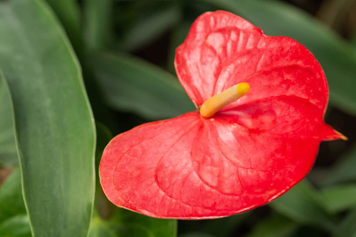 Red flower of Anthurium or tailflower. Blooming flamingo flower or laceleaf. Flowering plant grows in greenhouse or home.