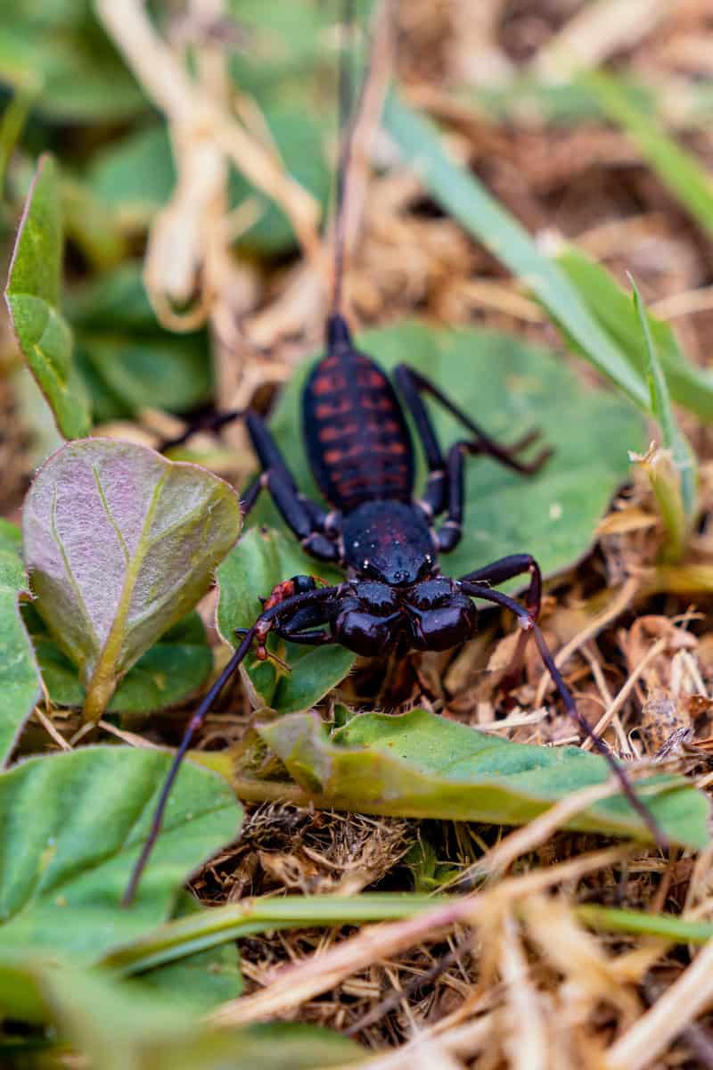 A scorpion hunting prey in the garden