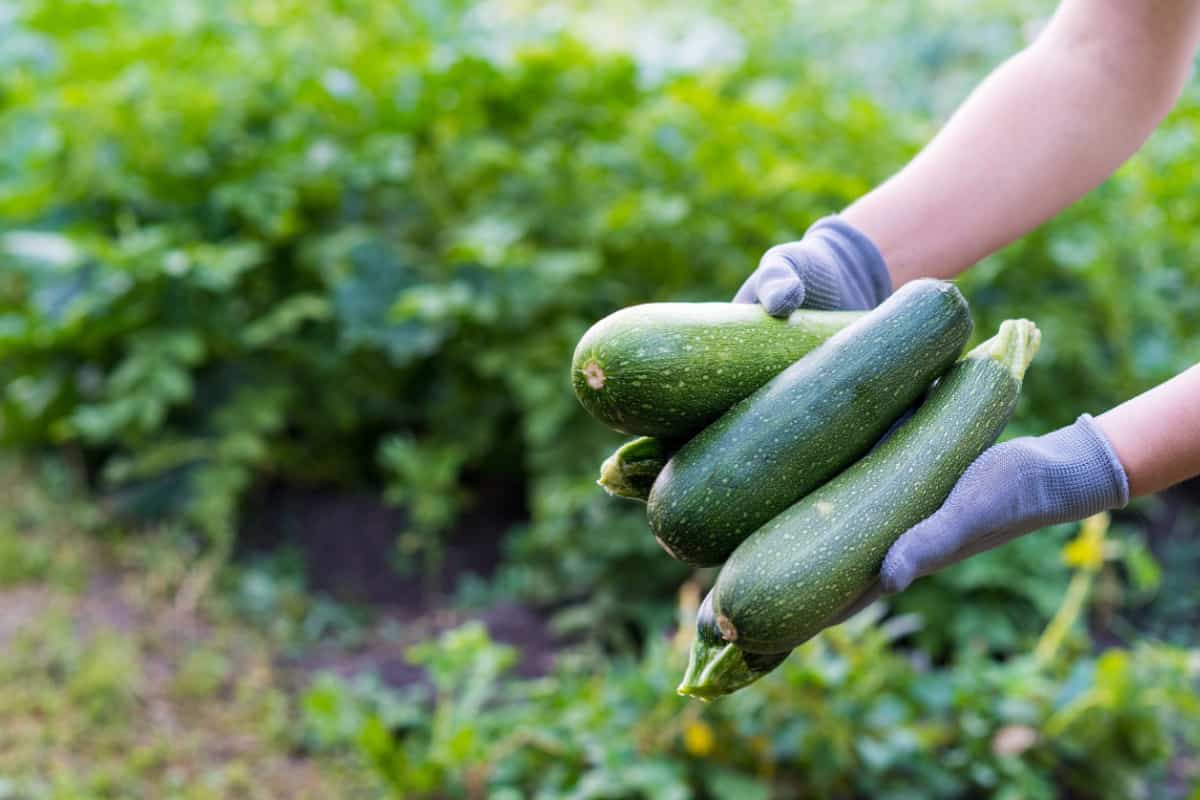 zucchini in the hands of a farmer