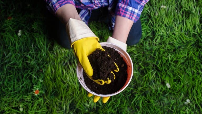 Soil in woman hands, plastic flower pot on grass background, Should You Pack Down Soil When Planting? Key Insights For Every Gardener 1600x900