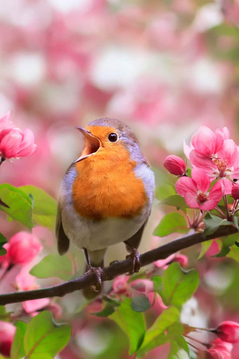 A beautiful songbird in the garden