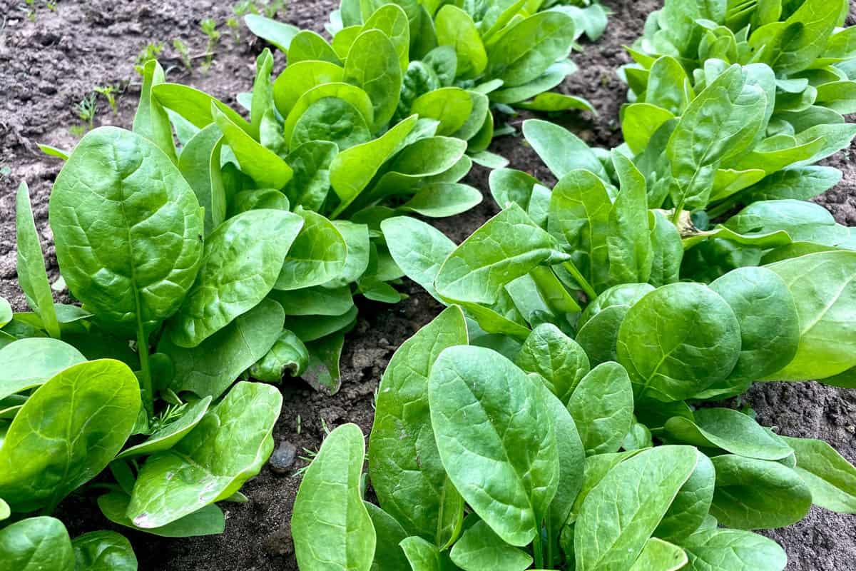 Fresh and healthy grown spinach in the garden