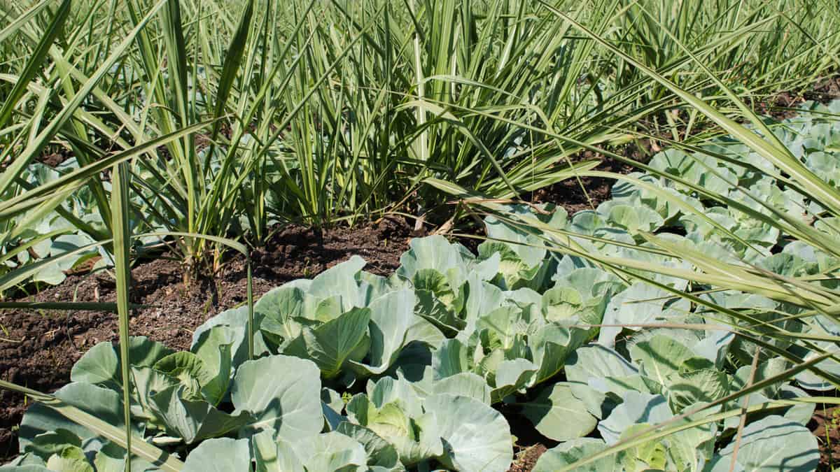 Sugarcane intercropping with Cabbage or Cauliflower. companion planting