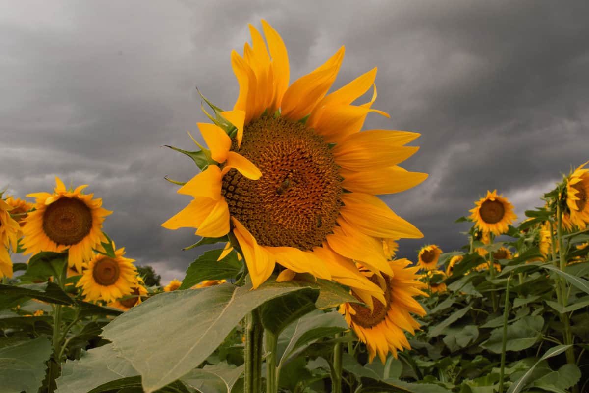 Sunflowers right before heavy storm
