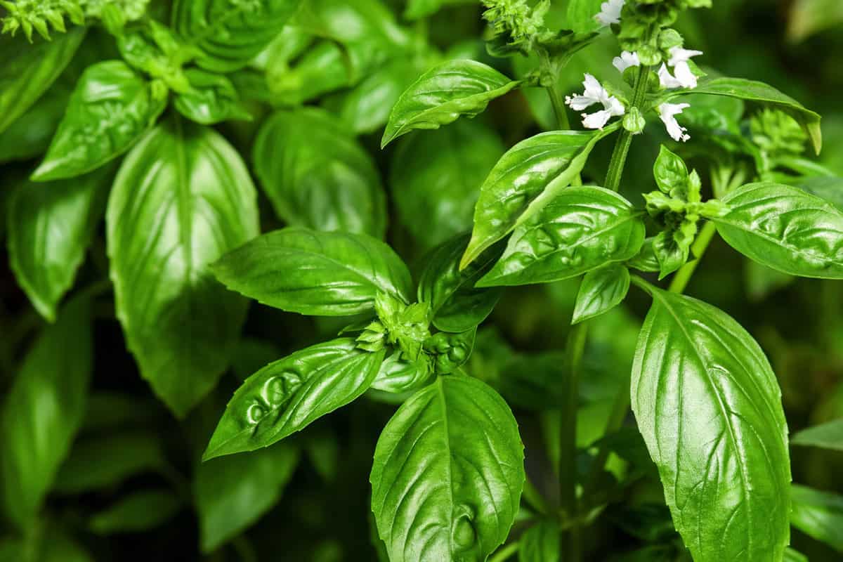 Sweet Basil green plants with flowers growing