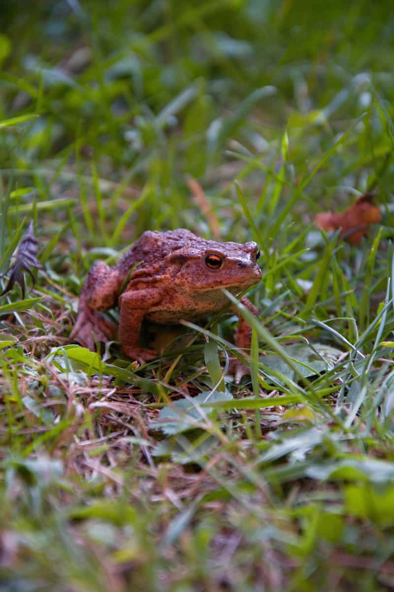 A toad in the garden