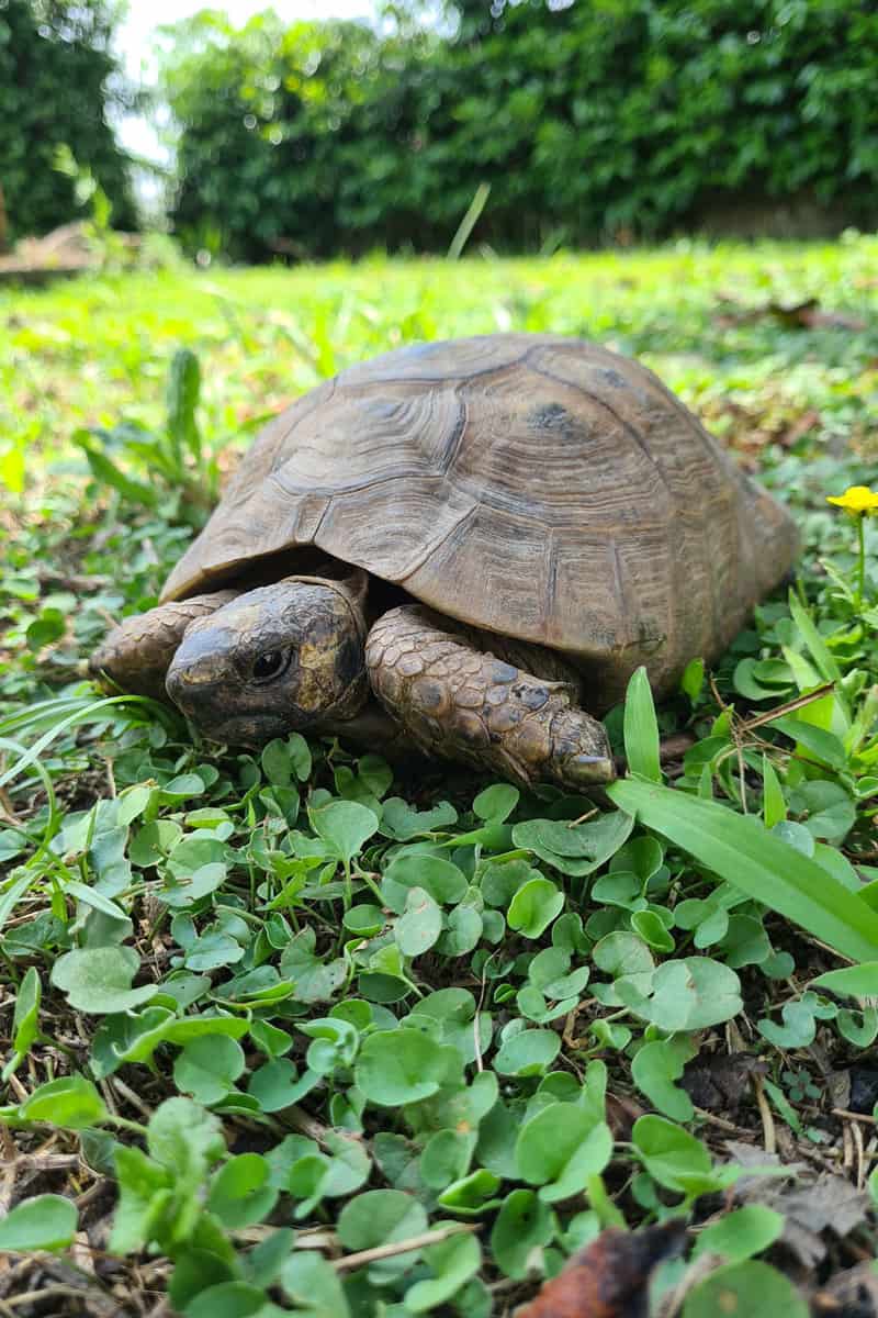 A turtle in the garden