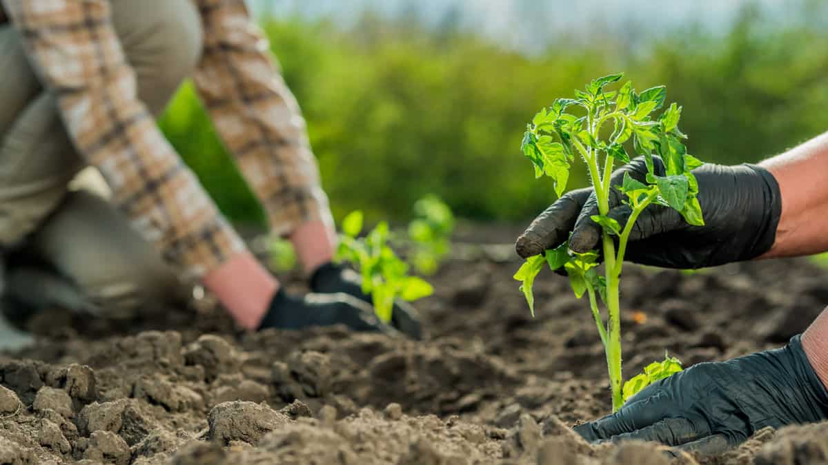 Two farmers plant tomato seedlings in a field, How To Measure Plant Spacing: A Key To Successful Gardening 1600x900