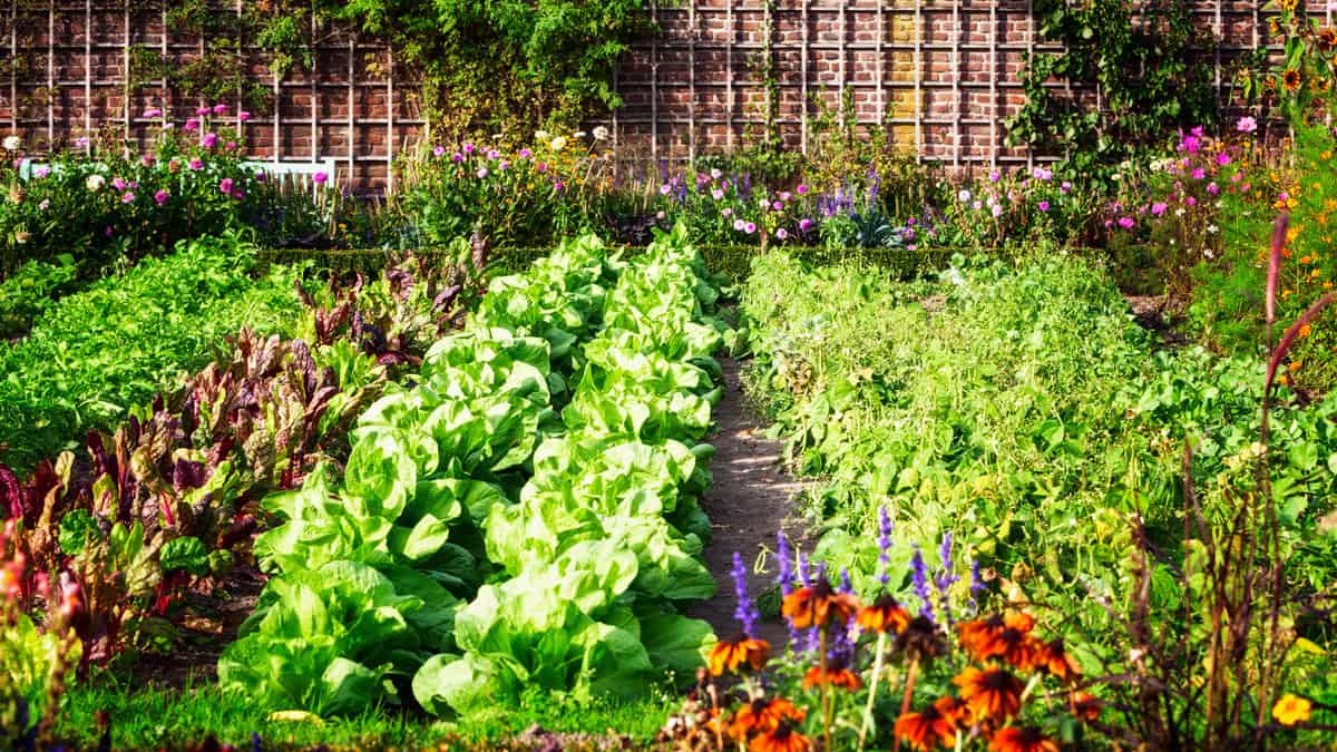 Vegetable garden in late summer. Herbs, flowers and vegetables in backyard formal garden