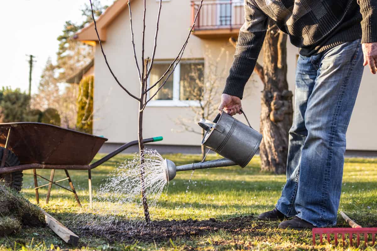 Watering freshly planted fruit tree in garden. Senior man gardening at his backyard during springtime. Using watering can after planting tree