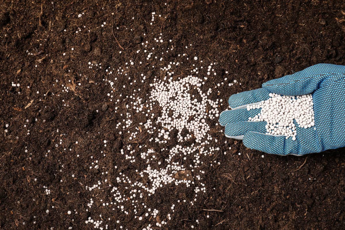 Woman fertilizing soil, closeup view. Gardening season
