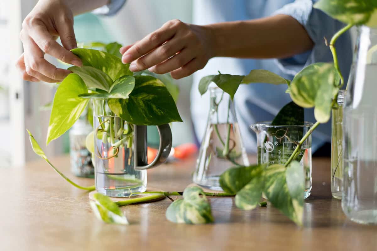 Woman propagating pothos plant from leaf cutting in water