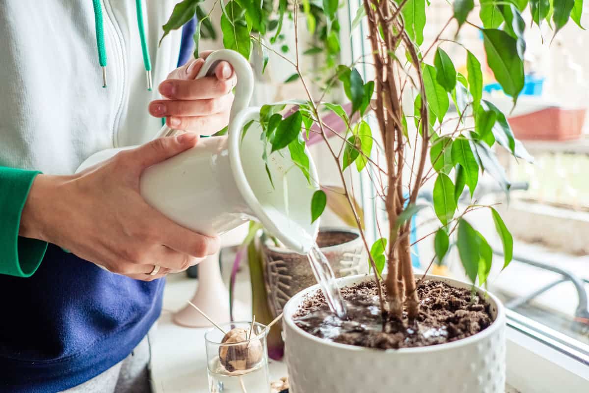 Woman's hands tending to indoor plants at home, which could potentially result in water drainage problems.