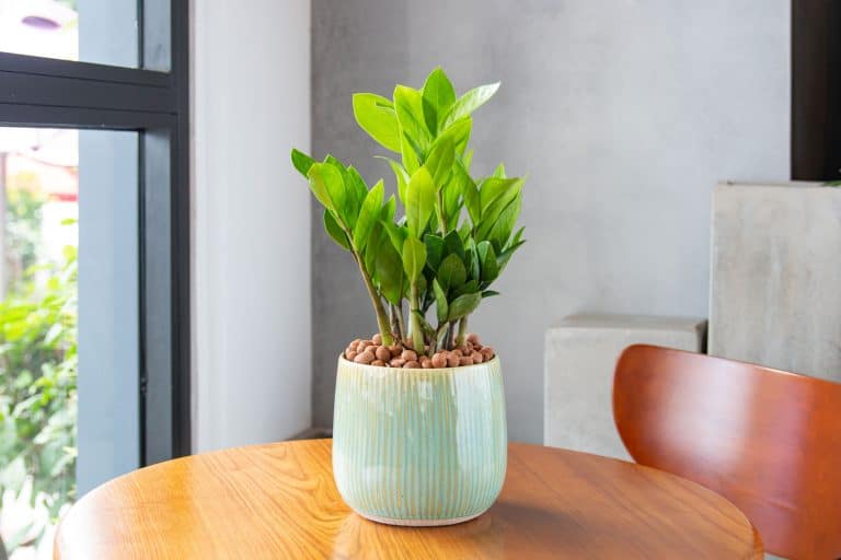 Zamioculcas zamiifolia (ZZ Plants) grown in unique enamel pots. Multi-colored planters. Decoration in the living room. Houseplant care concept. Indoor plants. Decoration on the desk. - How Tall Does Zanzibar Gem Grow? What To Expect From This Tropical Beauty