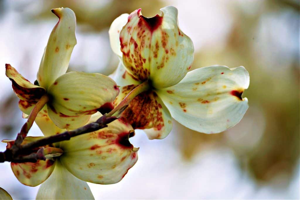 Close-up of white petals on a flowering dogwood tree showing spotted red and brown signs of the disease called spot anthracnose.