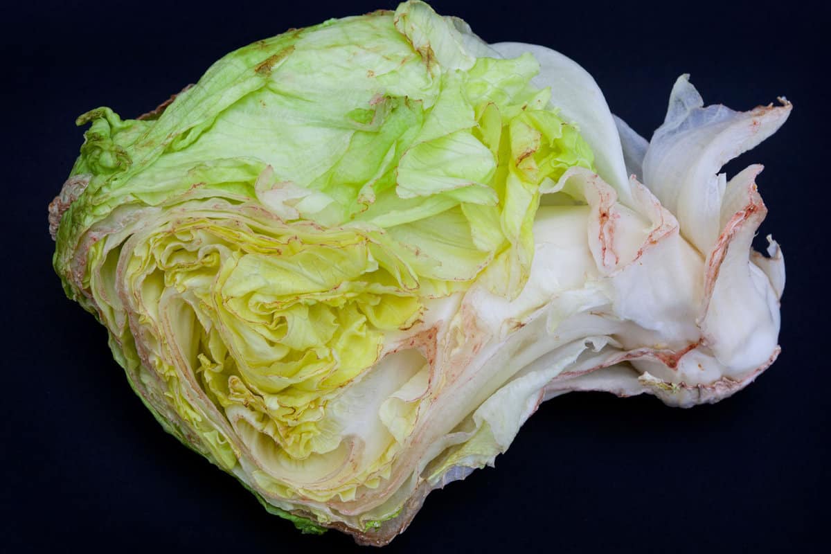 Lettuce turning red, vegetables damaged and rotting, lettuce head wilting with browning edges.
