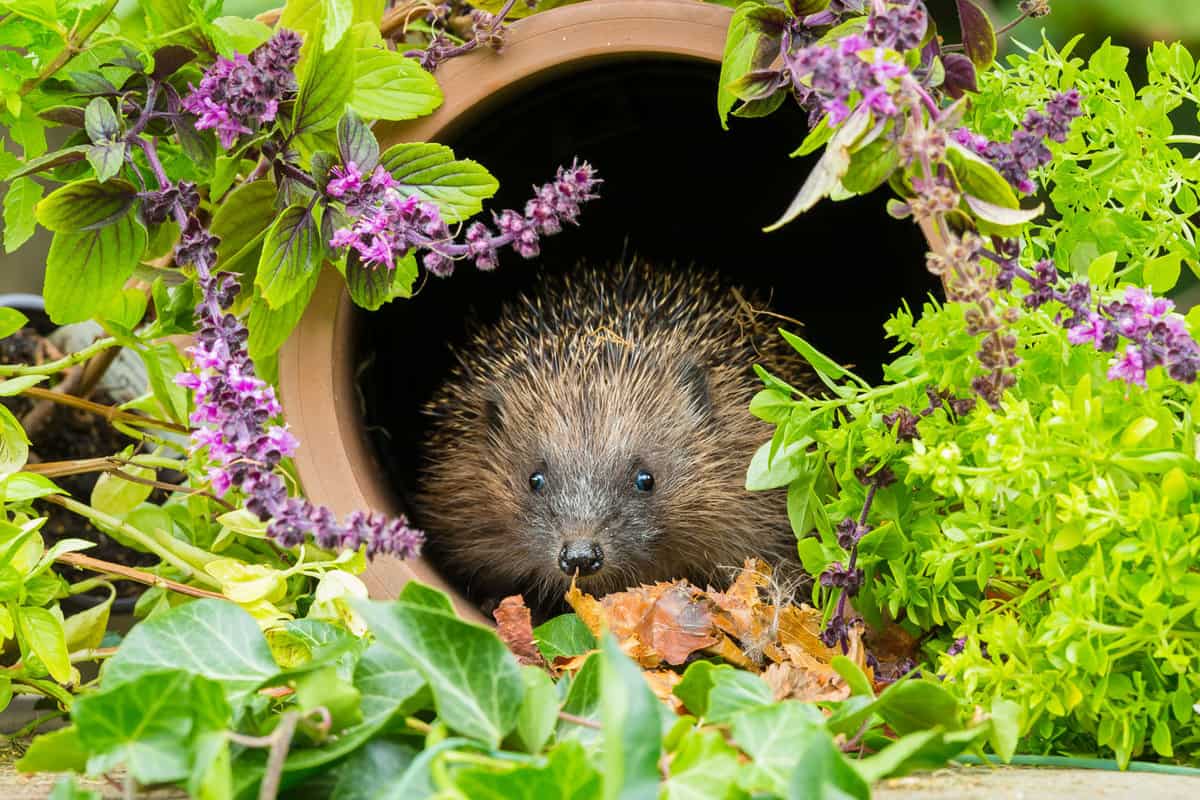 A hedgehog hiding in his small house