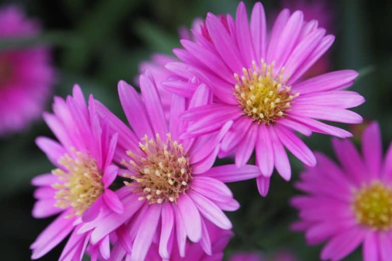 Gorgeous pink blooming Chrysanthemums in the garden