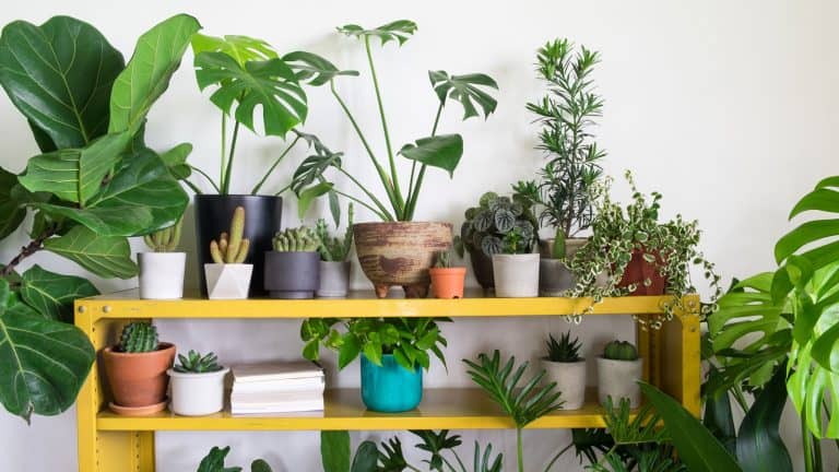Gorgeous plants placed on a divider inside a house, 8 Brilliant Ways To Get Indoor Plants Ready To Come Back Inside - 1600x900