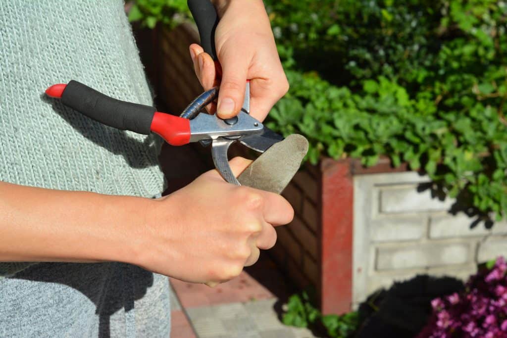 Gardener using a filer to sharpen garden shears