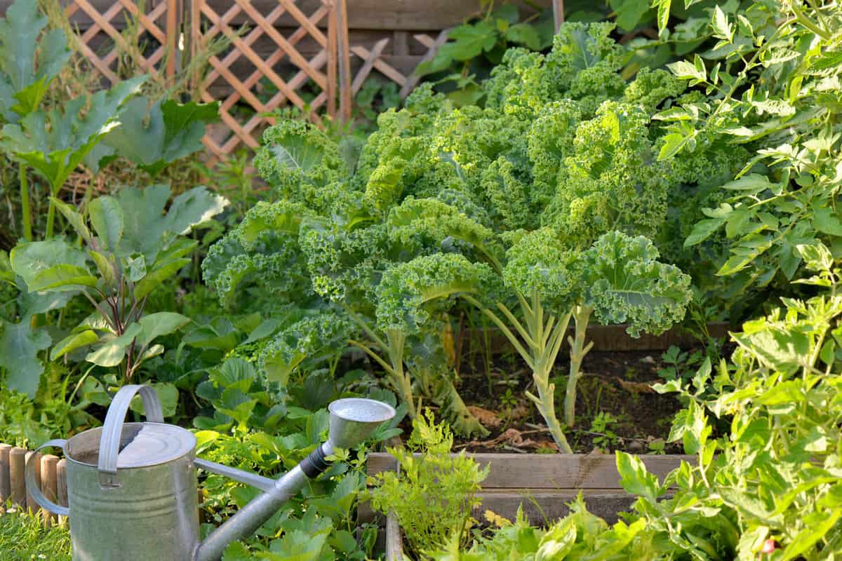 Watering Kale in the garden