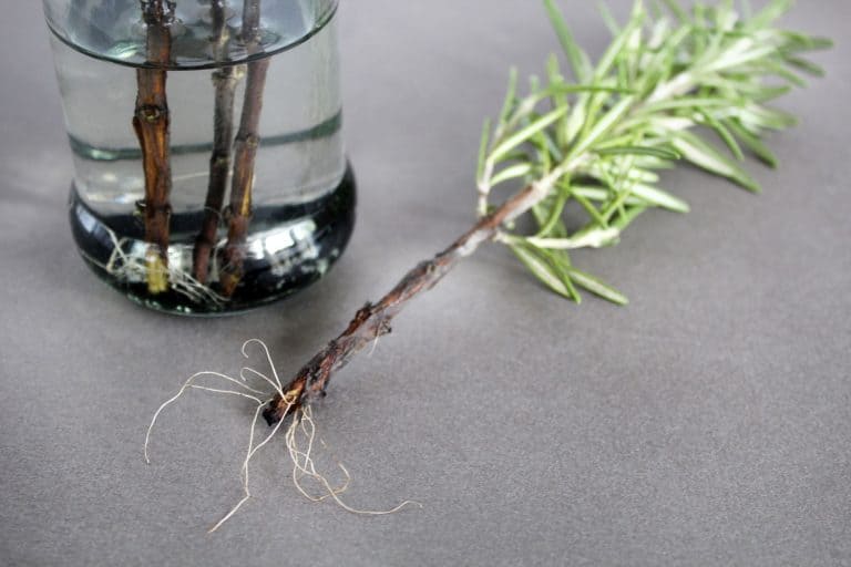 Up close photo of a Rosemary's roots, Does Rosemary Have Invasive Roots? Understanding Its Growth Pattern