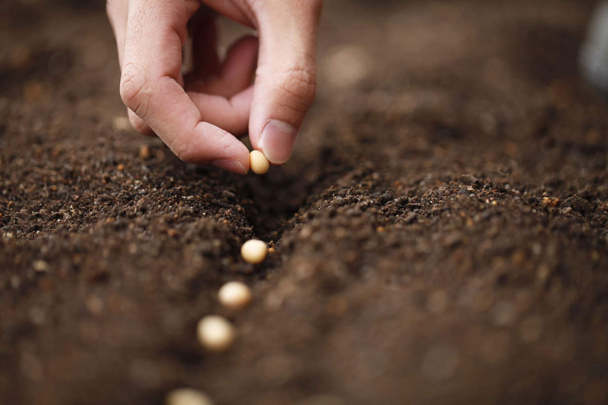 Direct sowing seeds in the soil