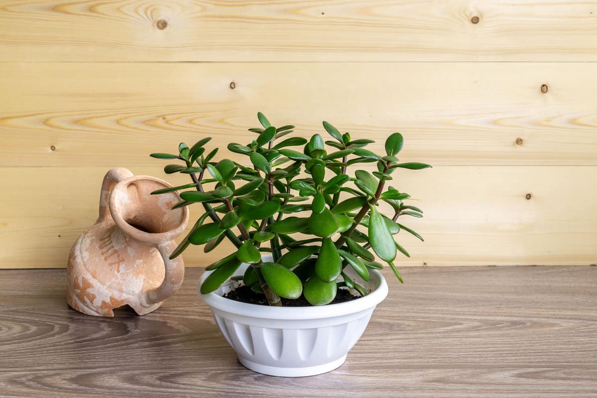 A small Jade plant planted in a white pot