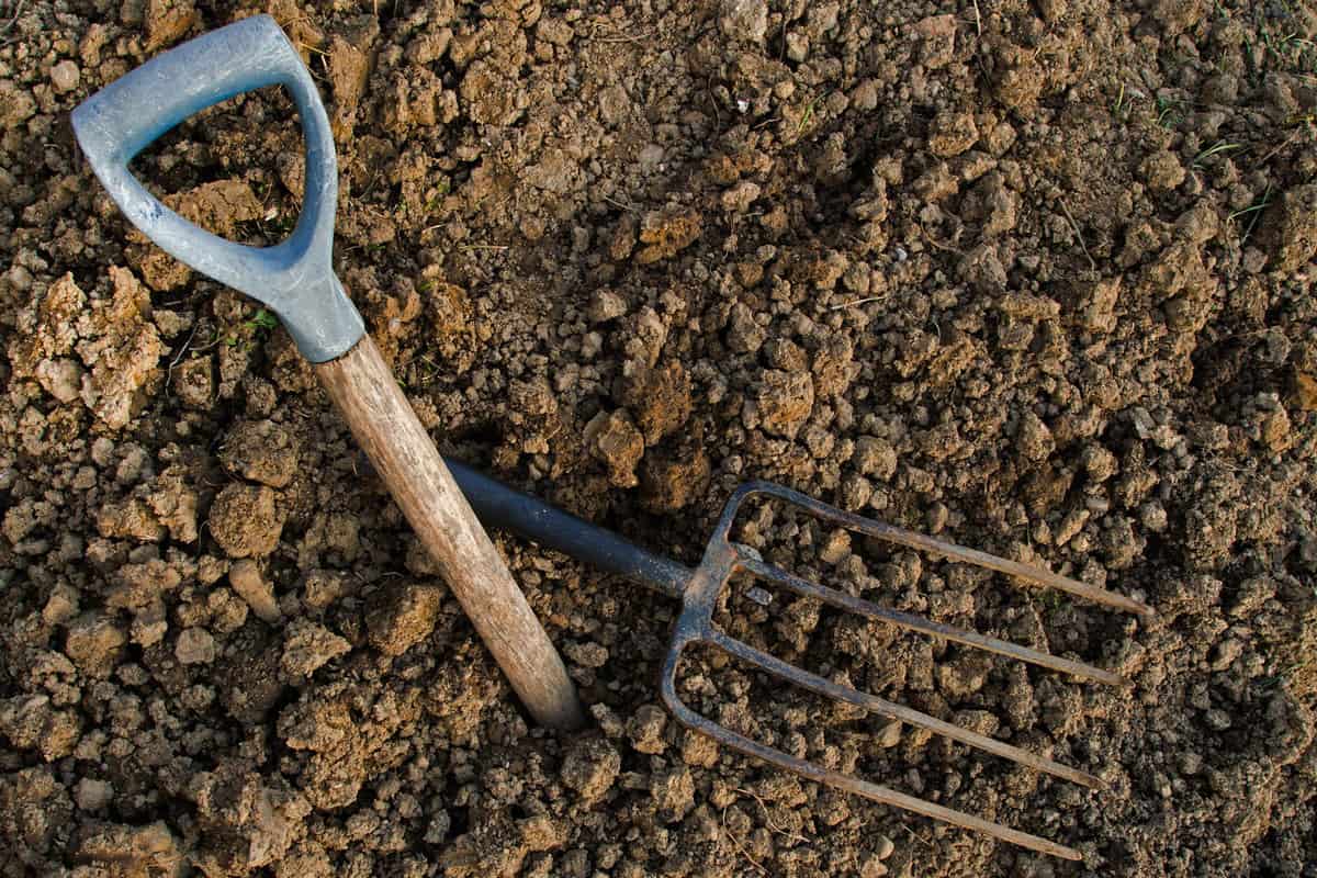 Pitch fork used for tilling the soil