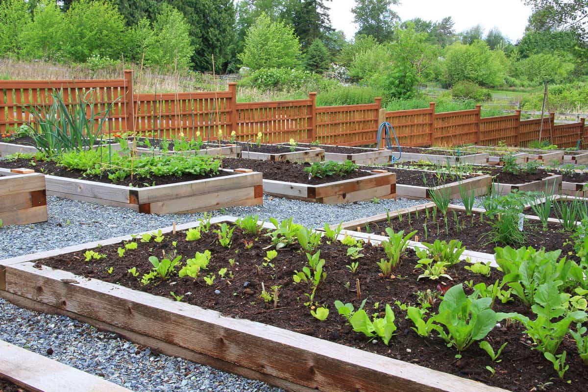 Garden bed planted with vegetables 