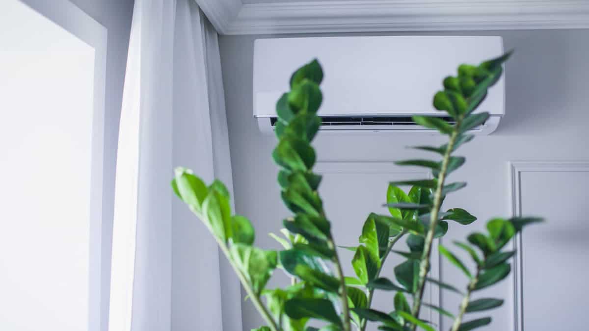 Air conditioning pointed at the plant, Will Air Conditioner Kill My Plants - 1600x900