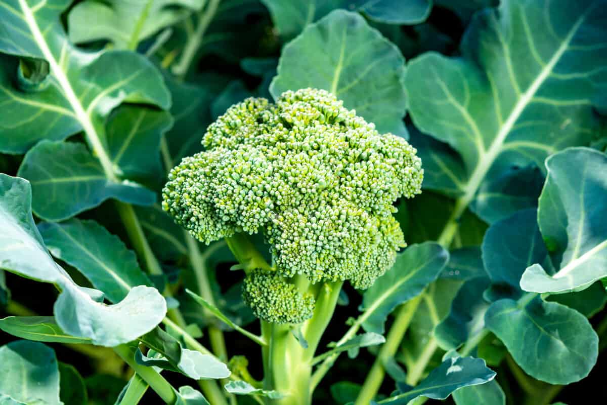 Broccoli up close photograph
