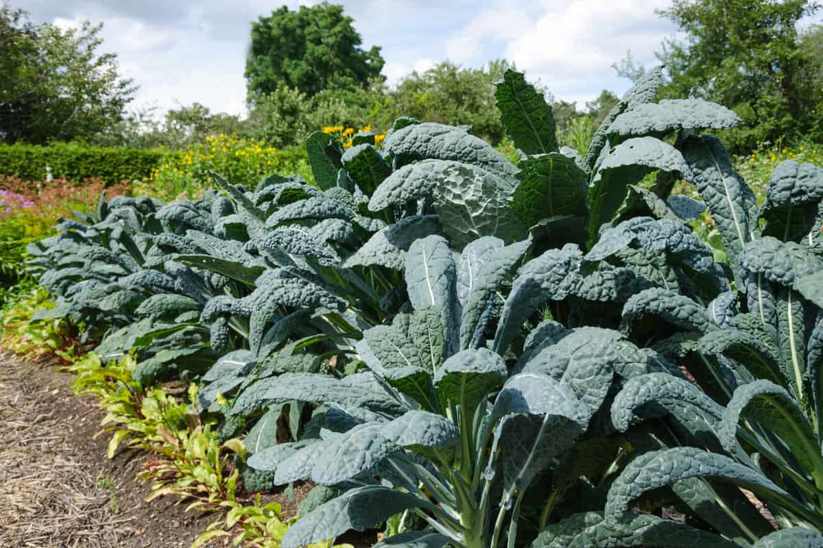 A huge plantation of Kale 
