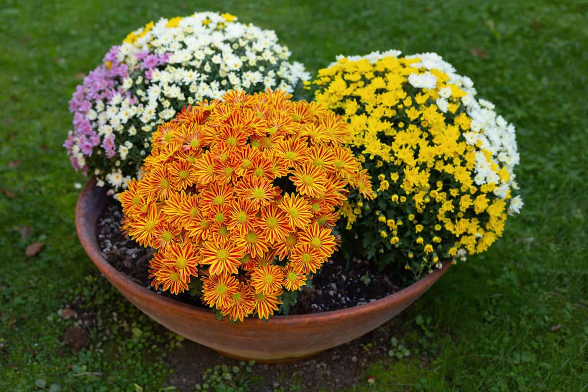 Chrysanthemum flowers - flowerbed in garden with colorful chrysanthemum flower