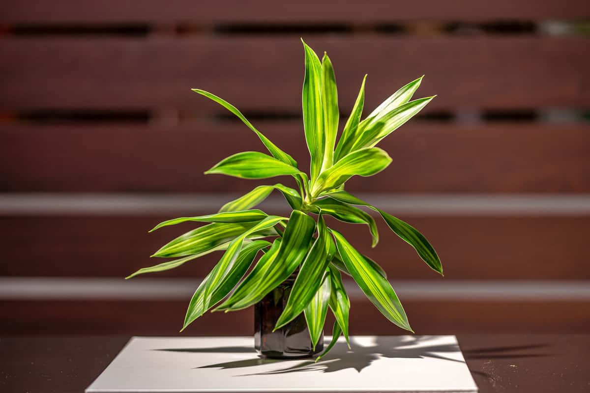 A small Dracaena planted in a small pot captured in the garden