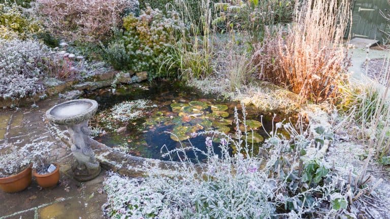 Frost covering the garden, 7 Simple Hacks for Protecting Your Garden From Early Frost - 1600x900