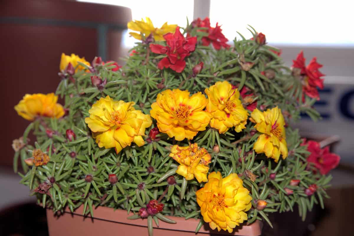Gorgeous dark pink and yellow Portulaca flowers planted in a clay pot