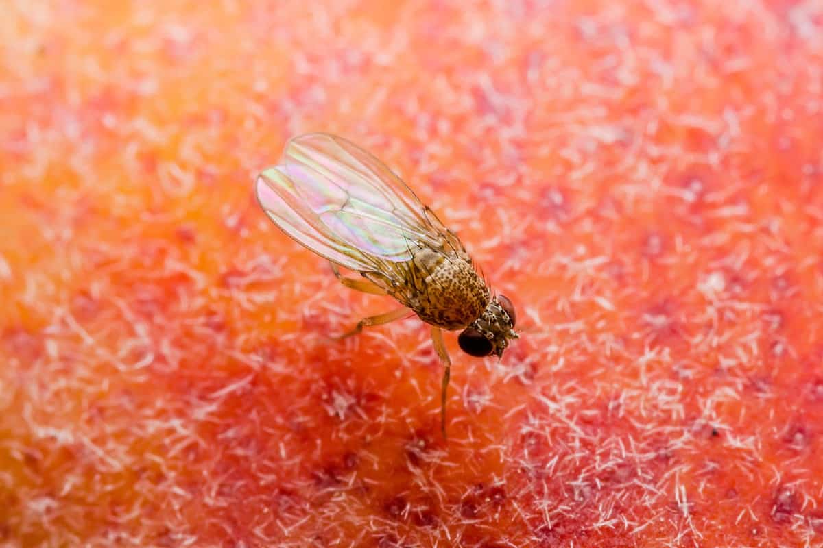 Drosophila Suzukii photographed in great detail
