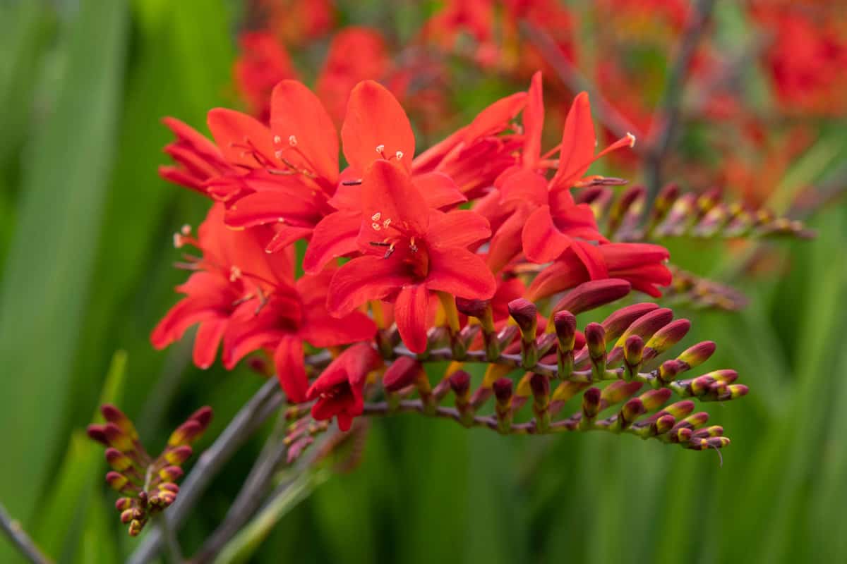 A blooming red lucifer plant in the garden