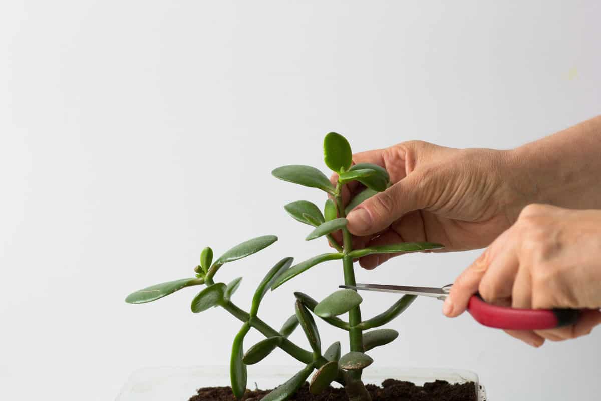 Woman pruning a Jade plant