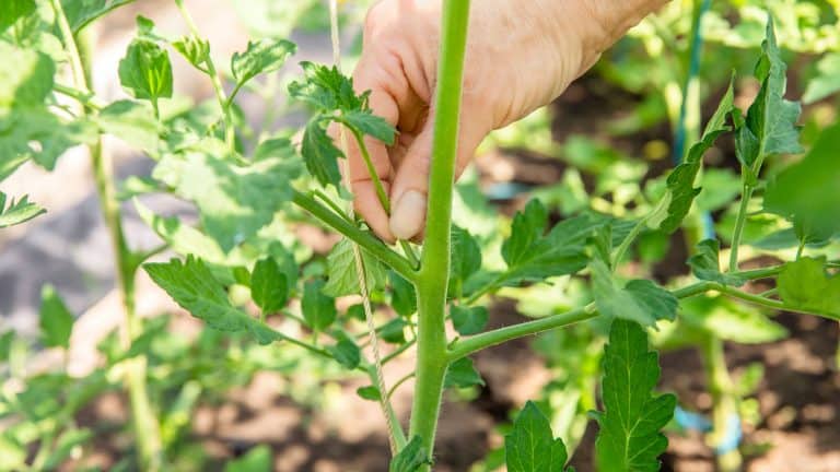 Woman removing tomato side shoots, Should I Remove Side Shoots From Tomato Plants Guide To A Successful Season - 1600x900