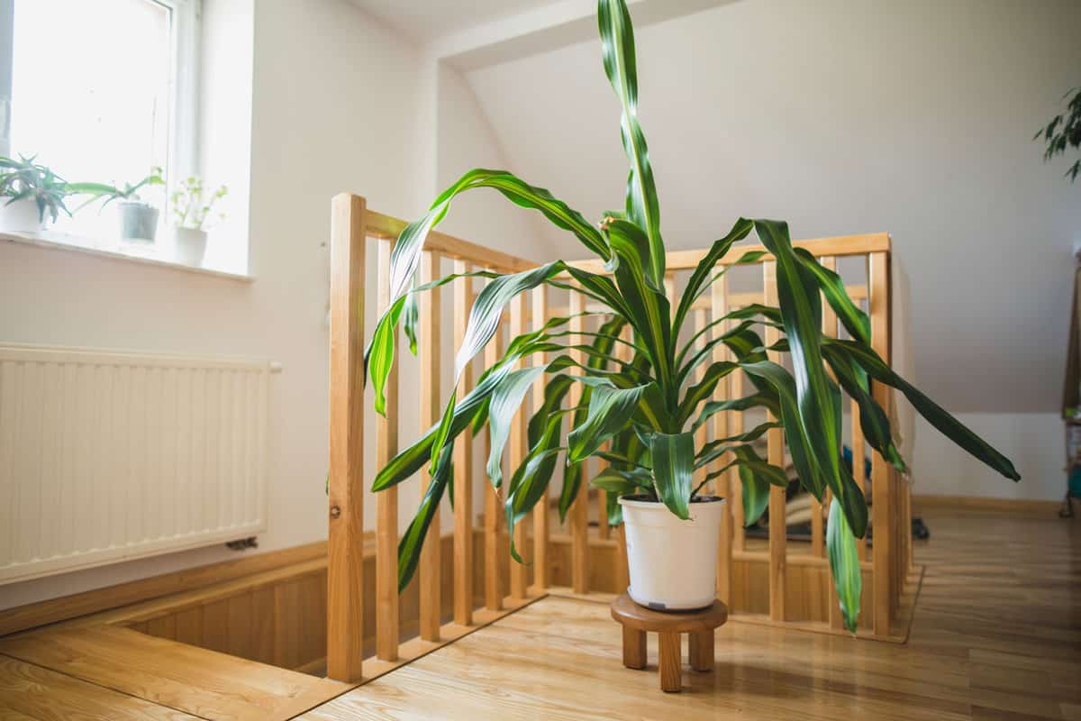 A huge dracaena planted in a white pot placed inside the house