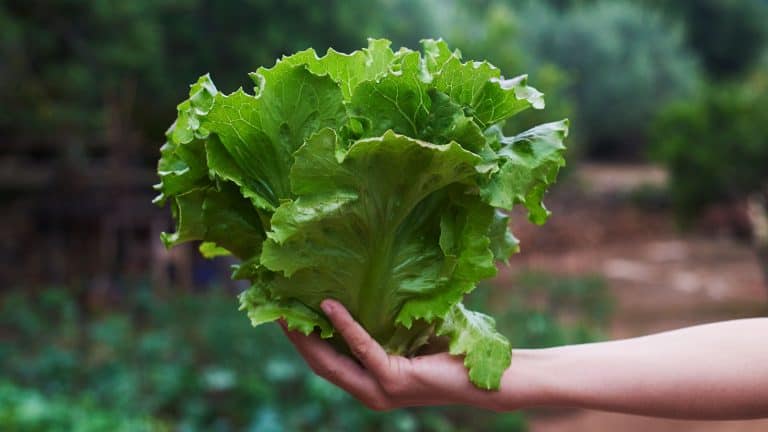 Gardener harvesting fresh lettuce from the garden, Is Lettuce A Vegetable? - 1600x900