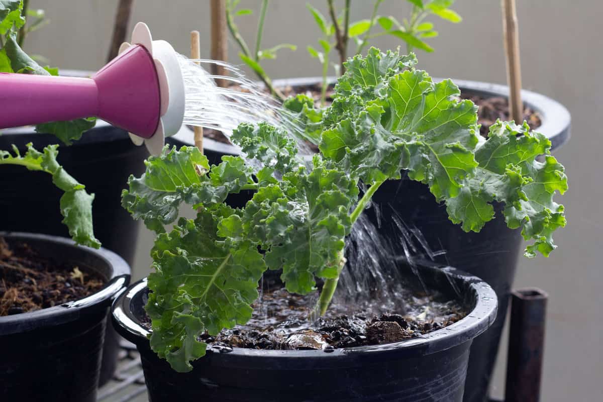 Watering Kale at the garden