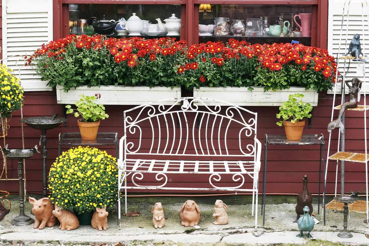 vintage bench with mums and window boxes