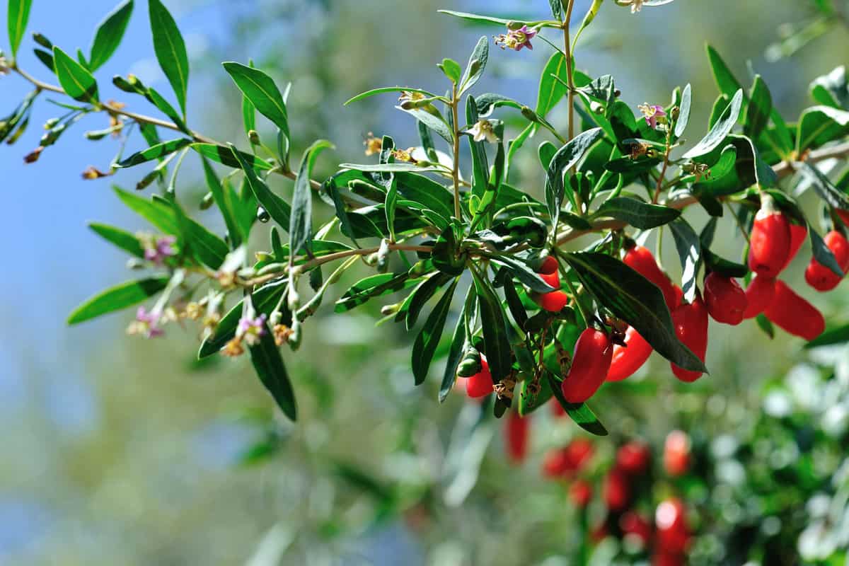 Goji plant with lots of berries ready for picking