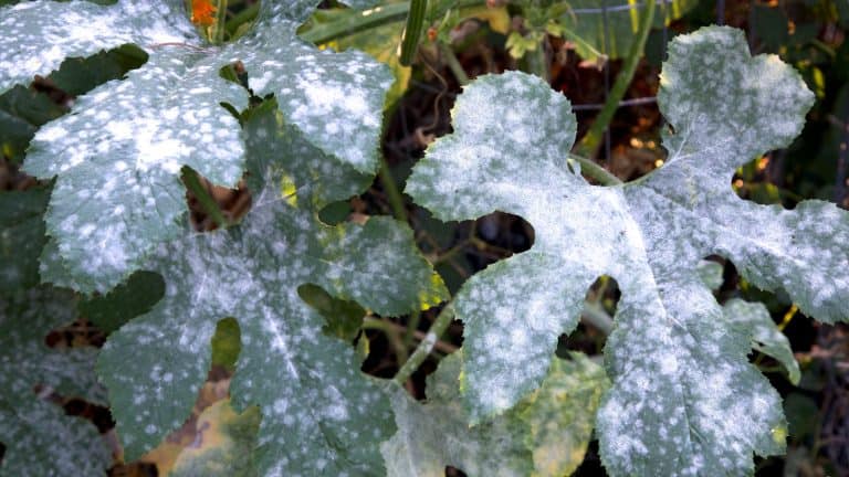 Powdery mildew covering a leaf, Powdery Mildew Ruining Your Fall Squash? 8 Genius Ways To Stop It