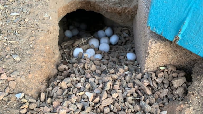 Mothballs mixed in the soil to prevent rodent infestation, Do Mothballs Keep Voles Away? - 1600x900